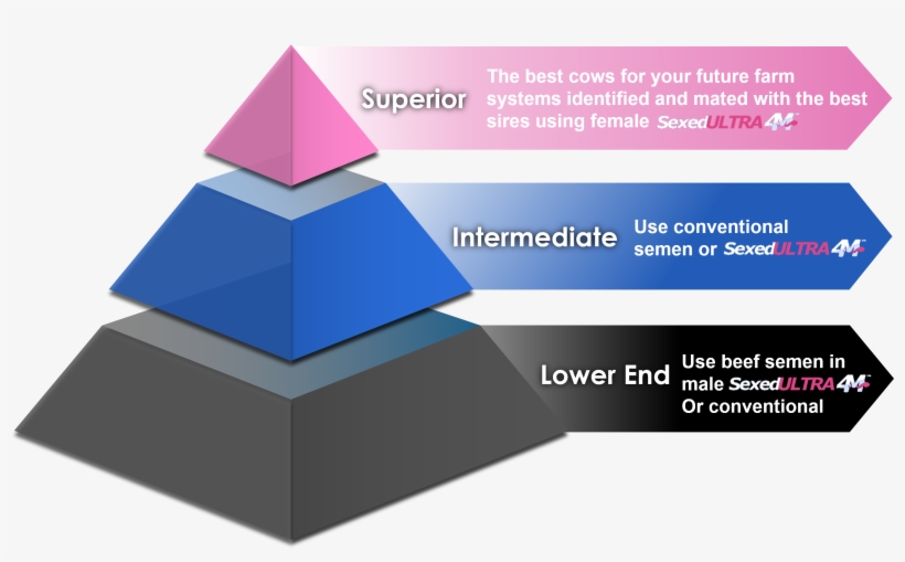 Breeding Calculator - Bull Sexed Semen, transparent png download