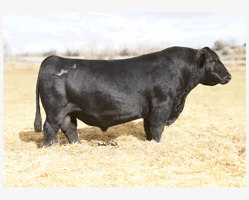 Nlc Cow Boss 160c Simangus Semen - Zebu, transparent png download