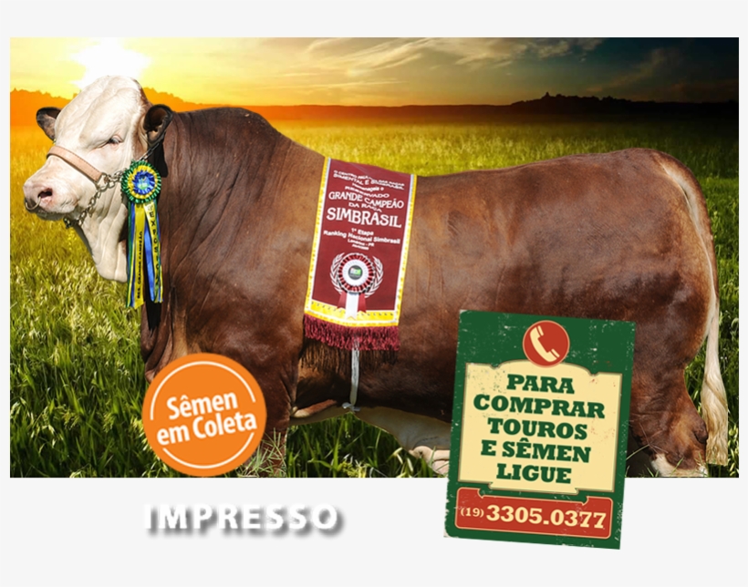 Dairy Cow, transparent png download
