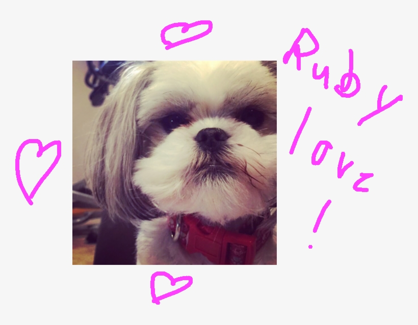 Background Scene - Image - Chinese Imperial Dog, transparent png download