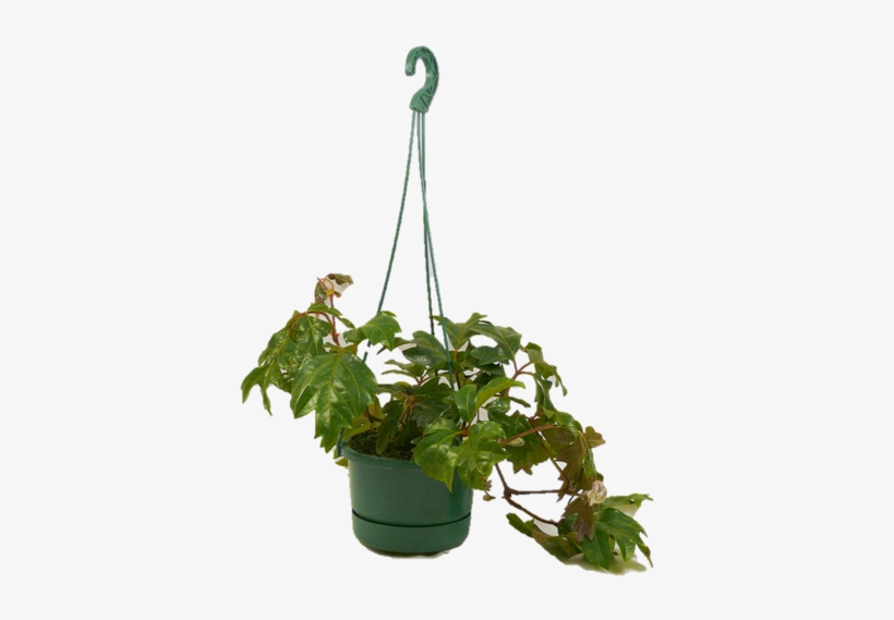 130mm Assorted Hanging Basket - Flowerpot, transparent png download