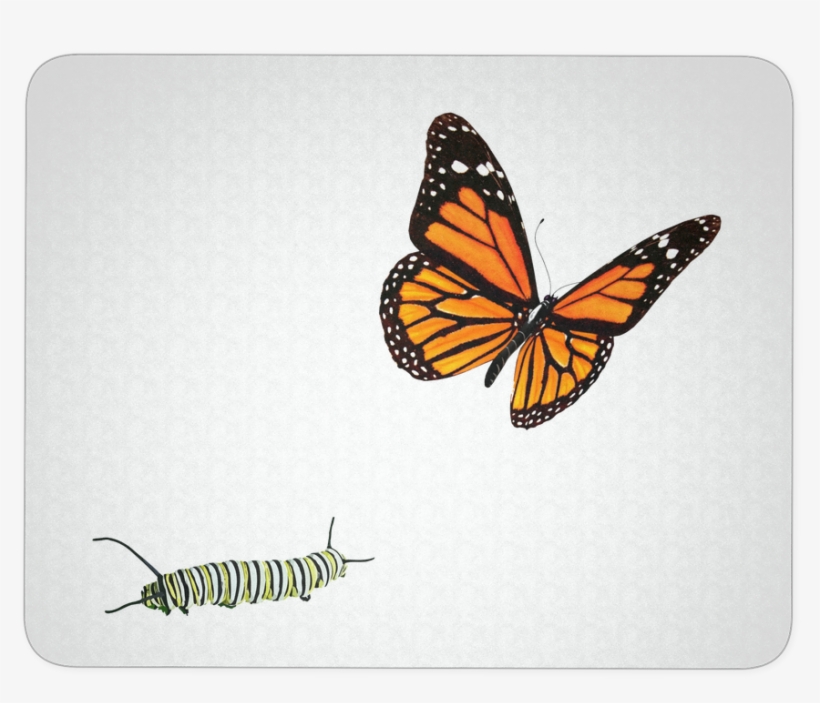 Monarch Butterfly Deco Mousepad - Butterfly With No Background, transparent png download