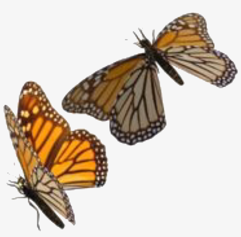 Orange Beige Polyvore Moodboard Filler Butterfly Orange - Butterfly Clipart Png Transparent, transparent png download