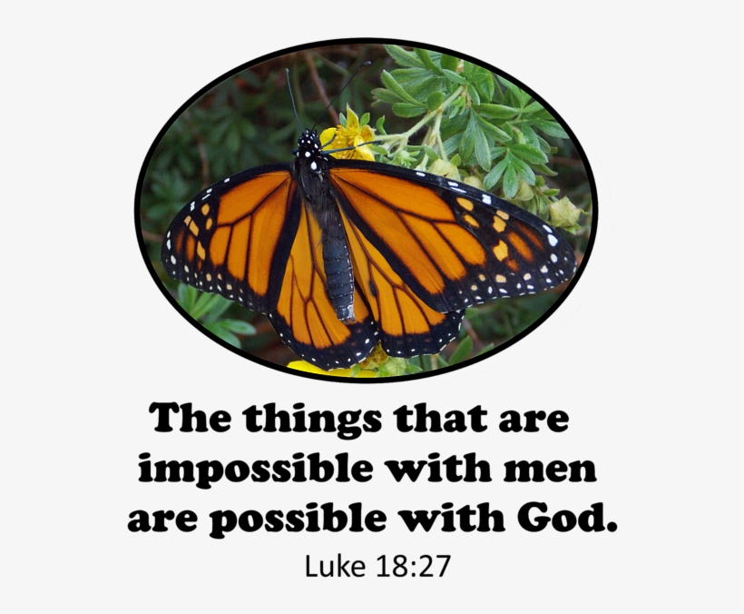 Click And Drag To Re-position The Image, If Desired - Monarch Butterfly, transparent png download