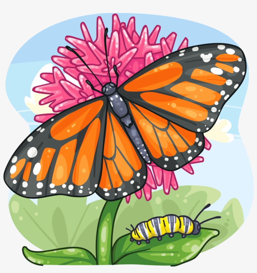 Monarch Butterfly, transparent png download