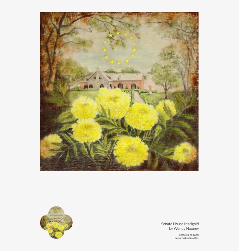 English Marigold, transparent png download