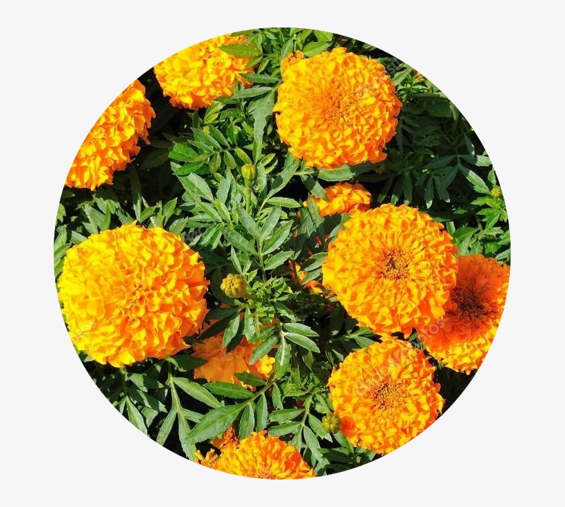 Marigold Flower Extract - Tagetes Erecta L, transparent png download
