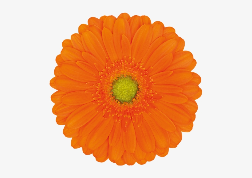 Florist Holland - Gerbera Orange, transparent png download