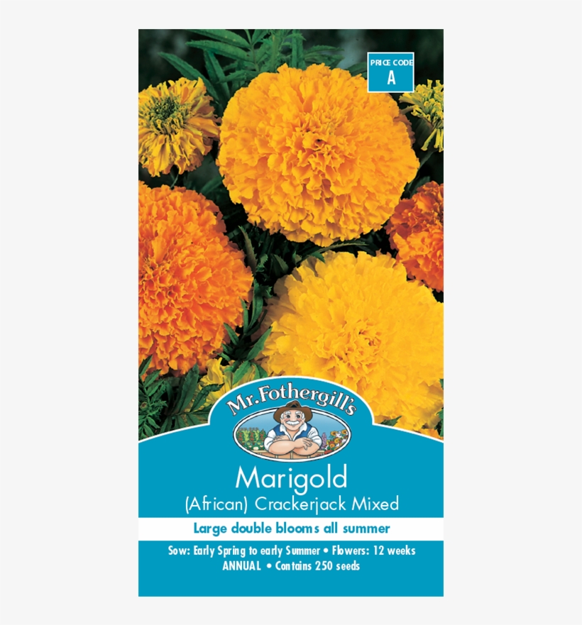 Mr Fothergill's Seed Marigold Crackerjack - Gerberas Bunnings, transparent png download