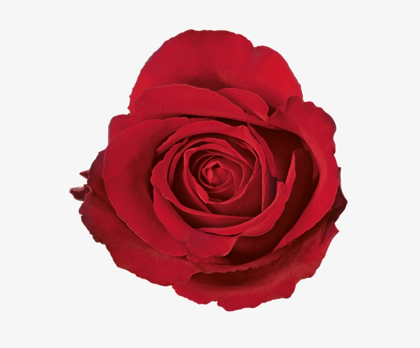 Clipart Freeuse Library Rose Top View - Red Rose Top View, transparent png download