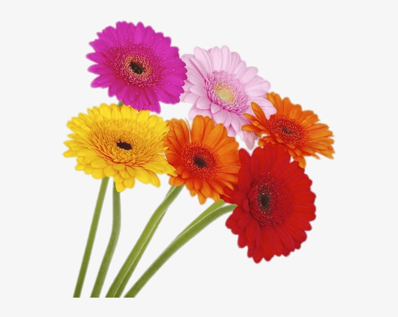 Coloured Gerberas On High Stems - Gerberas De Colores Png, transparent png download