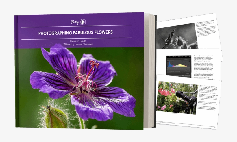 Click Add To Cart Now To Get Your Copy Of Fabulous - Geranium Cinereum, transparent png download