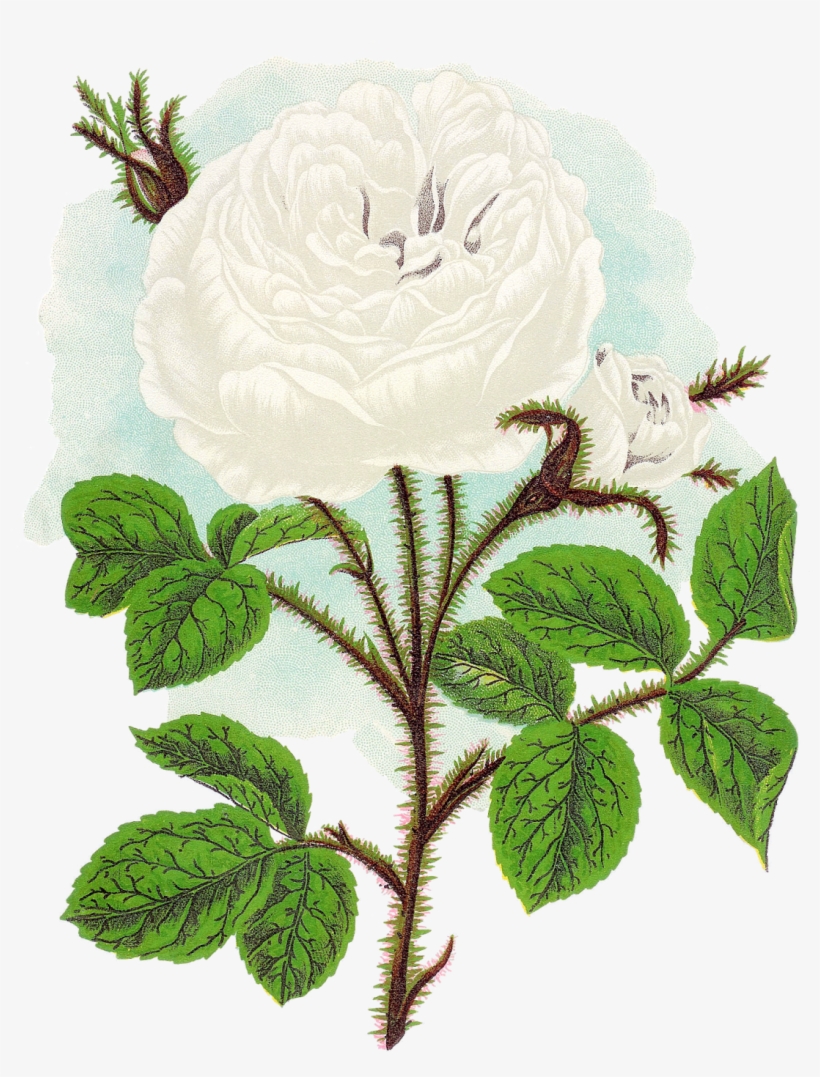 This Rose Artwork Is Stunningly Beautiful, And The - Garden Roses, transparent png download