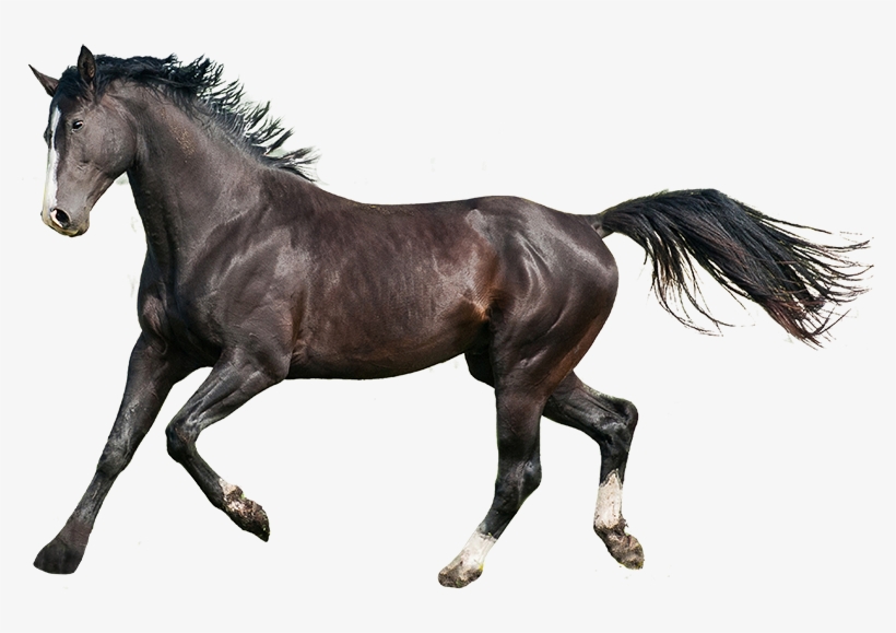 Beautiful Landscapes - Beautiful Horses Transparent, transparent png download