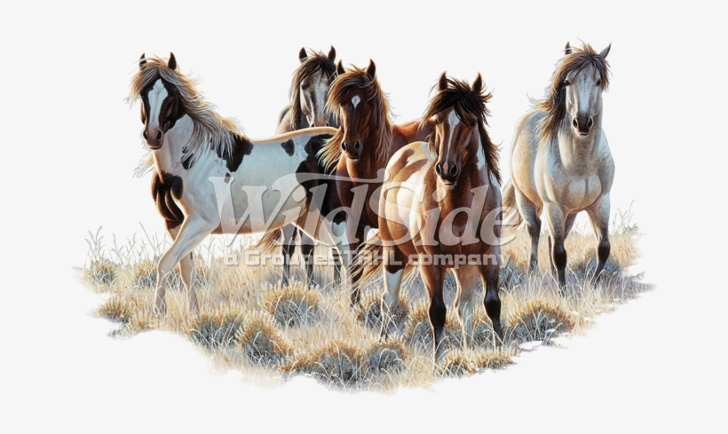 5 Horses - Stallion, transparent png download