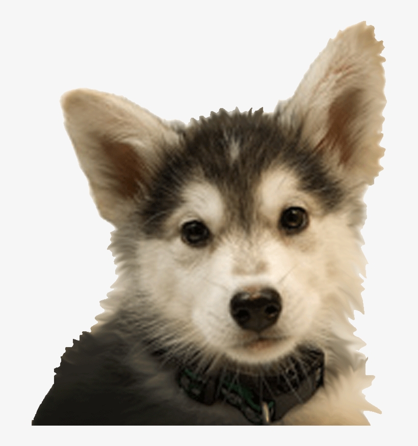 Husky - Dogs R=h:gov, transparent png download