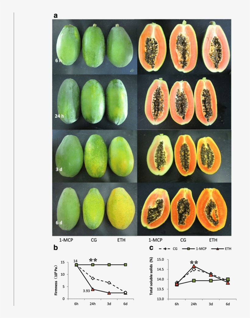 Firmness And Total Soluble Solids Of Papaya Fruits - Pickled Cucumber, transparent png download