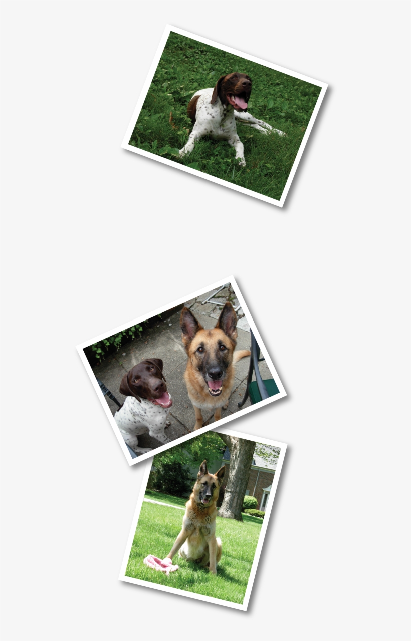 Old German Shepherd Dog, transparent png download