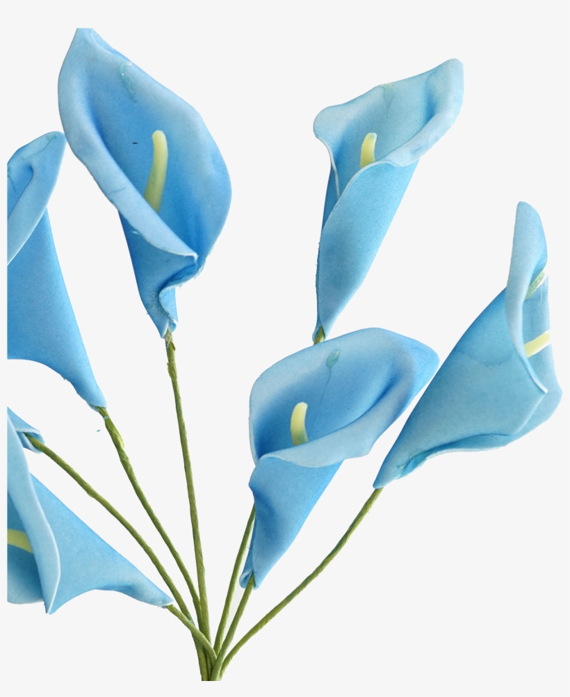 Calla Lily Png - Lily, transparent png download