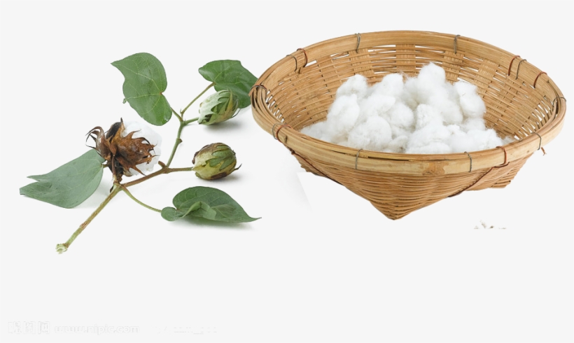 Cotton Png Pic - Cotton, transparent png download