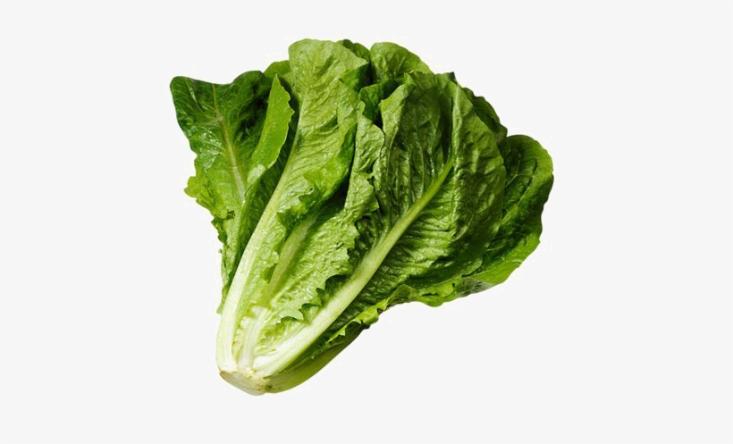 Lettuce Clipart Spinach - Png Romaine Lettuce, transparent png download
