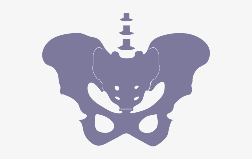 Websiteiconspelvis-06 - Emblem, transparent png download