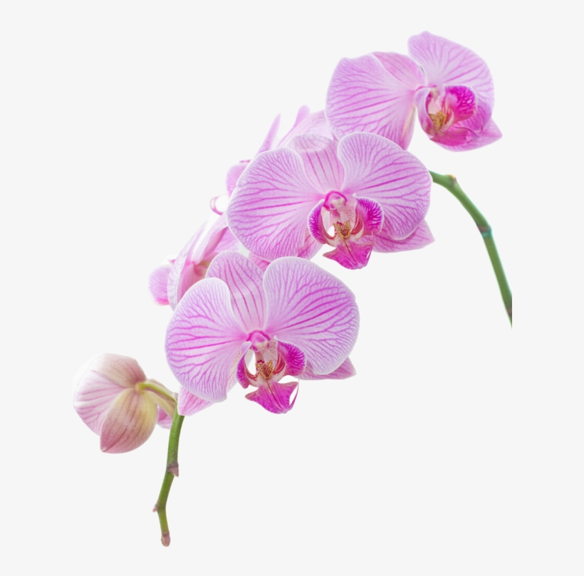 Explora Festivales, Clipart De Flor, ¡y Mucho Más, transparent png download