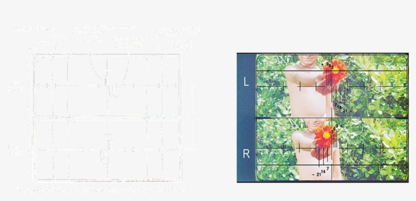 Reticle - Garden Roses, transparent png download
