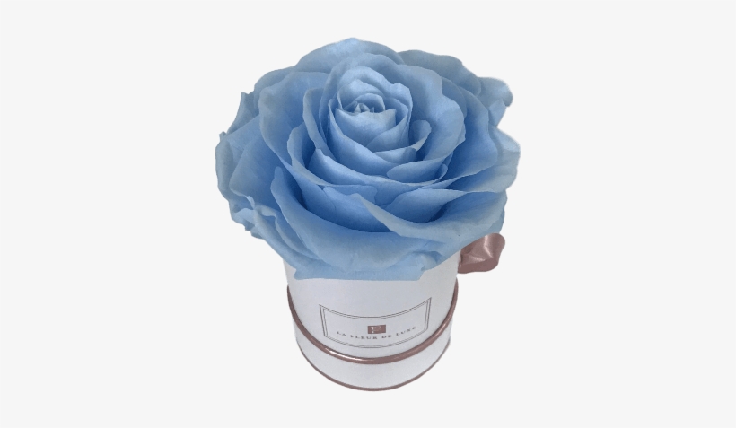 Prev - Garden Roses, transparent png download