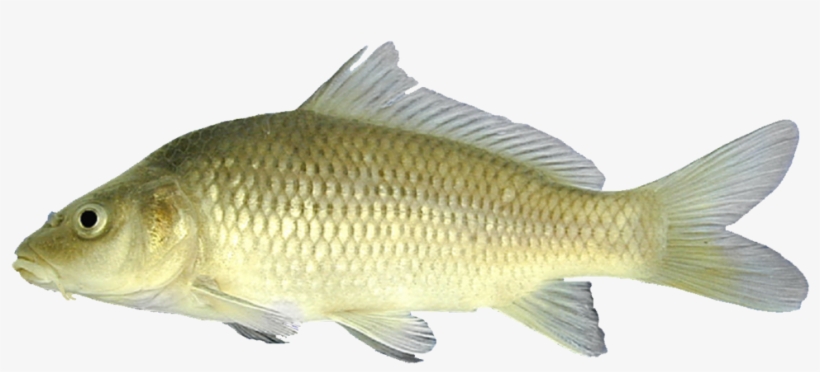 By Chad Thomas - Common Carp Png, transparent png download