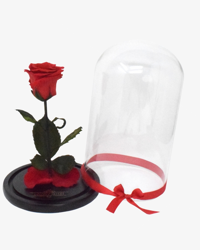 Lovely Roses Beauty And The Beast Png Image Transparent Png Free Download On Seekpng Lovely Roses Beauty And The Beast Png Image Transparent Png Free Download On Seekpng