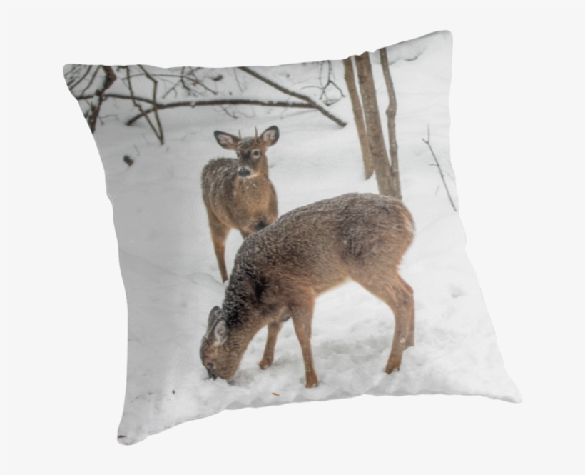Cushion, transparent png download