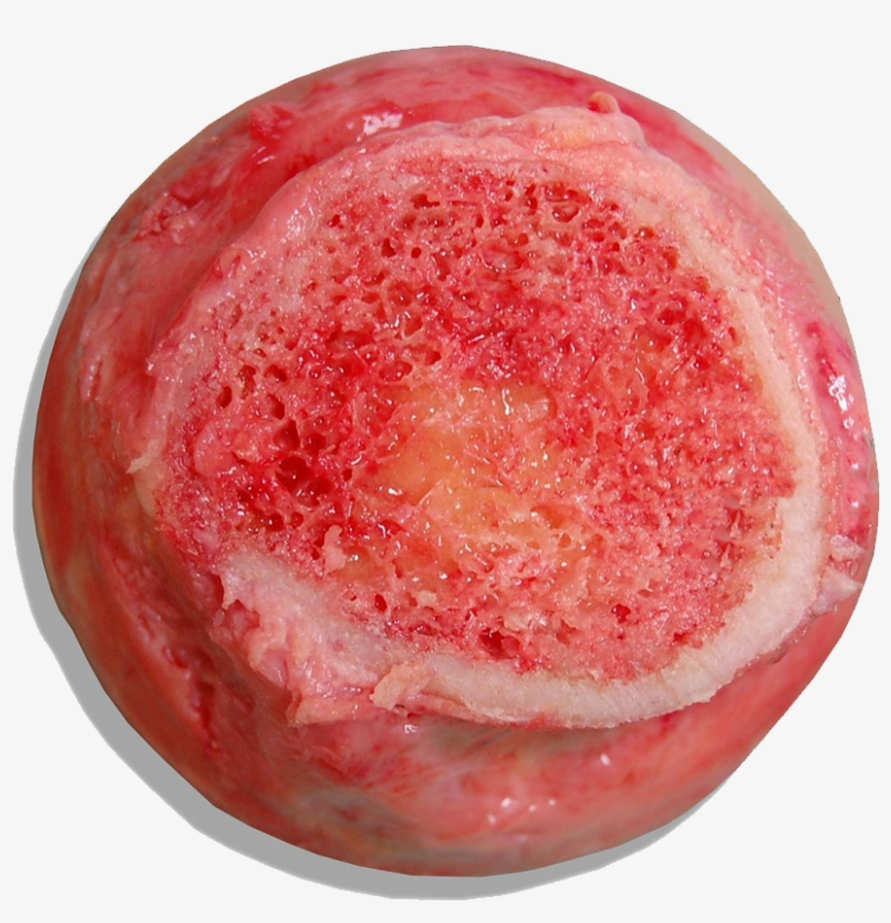 2 1 B Marrow Icon - Red Bone Marrow Real, transparent png download