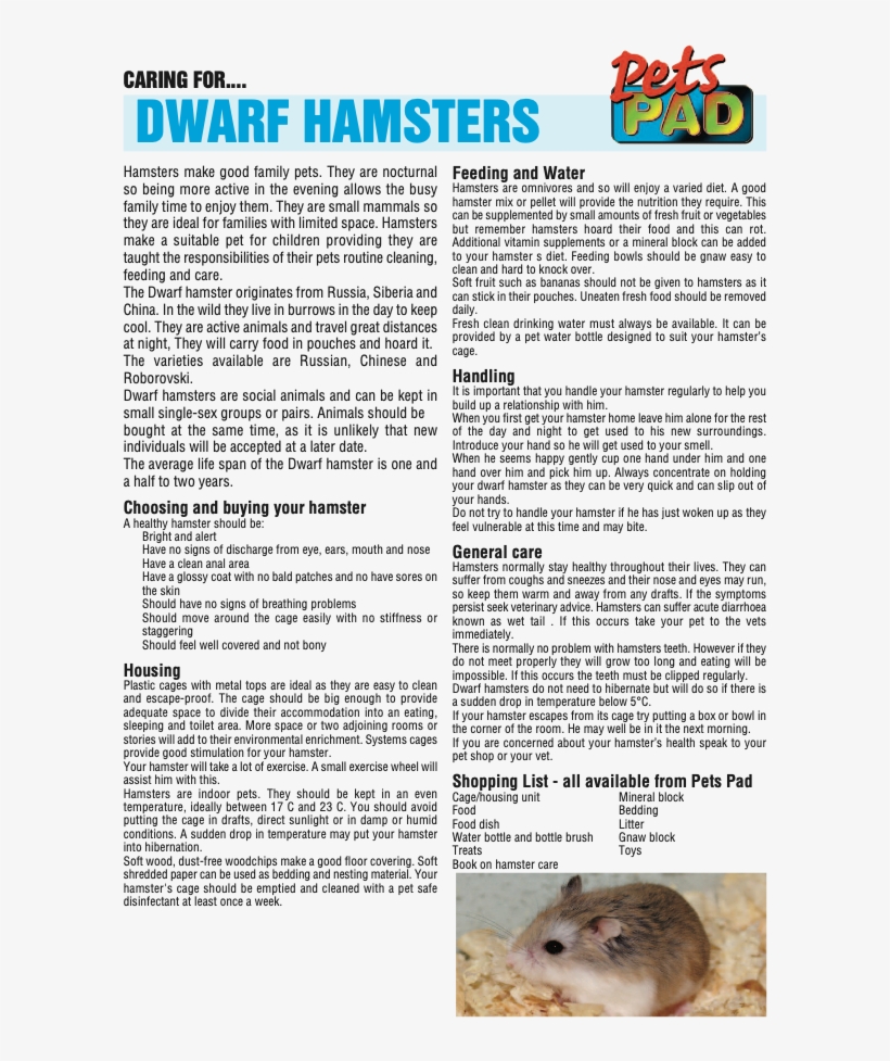 Brown Hamster, transparent png download