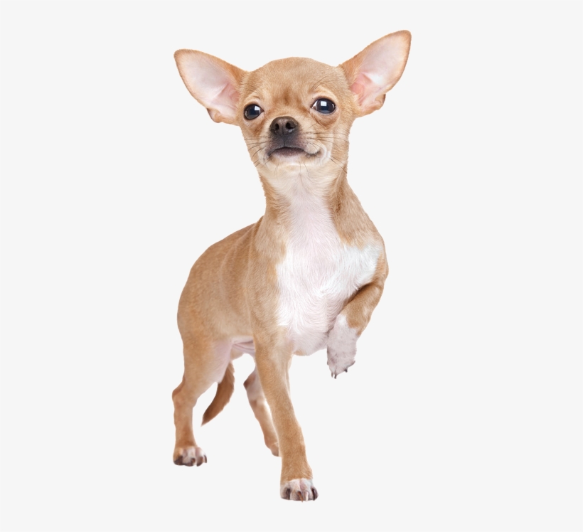 Chihuahua Stehend Von Vorne - Chihuahua Miniature, transparent png download