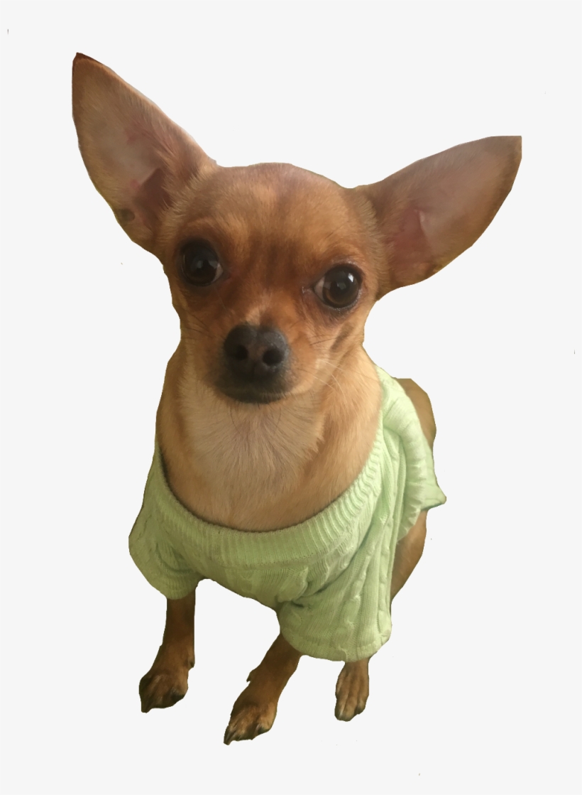 Chihui Sticker - Chihuahua, transparent png download