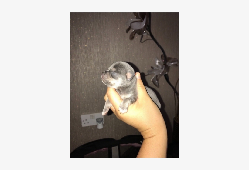 Chihuahua Boys - Chihuahua, transparent png download