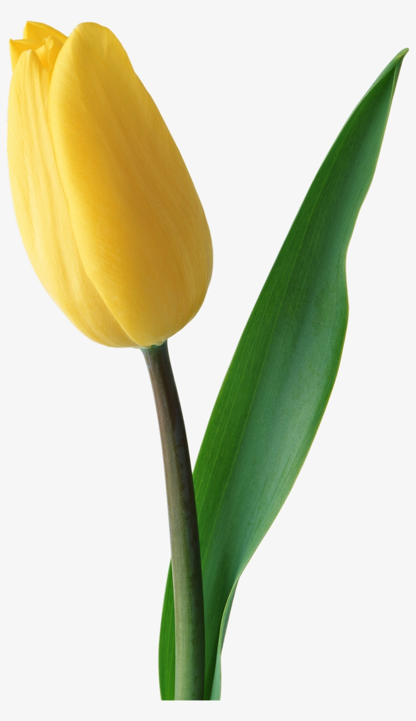 Tulip - Tulip Flower Hd Png, transparent png download