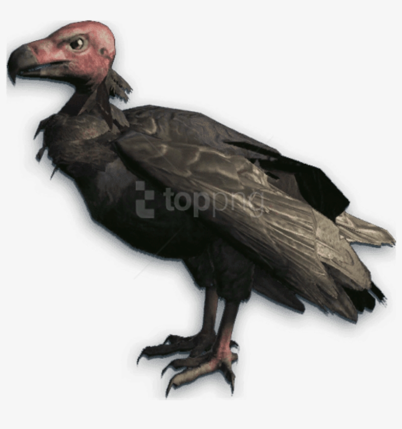 Free Png Download Vulture Red Head Png Images Background - California Condor Transparent Background, transparent png download