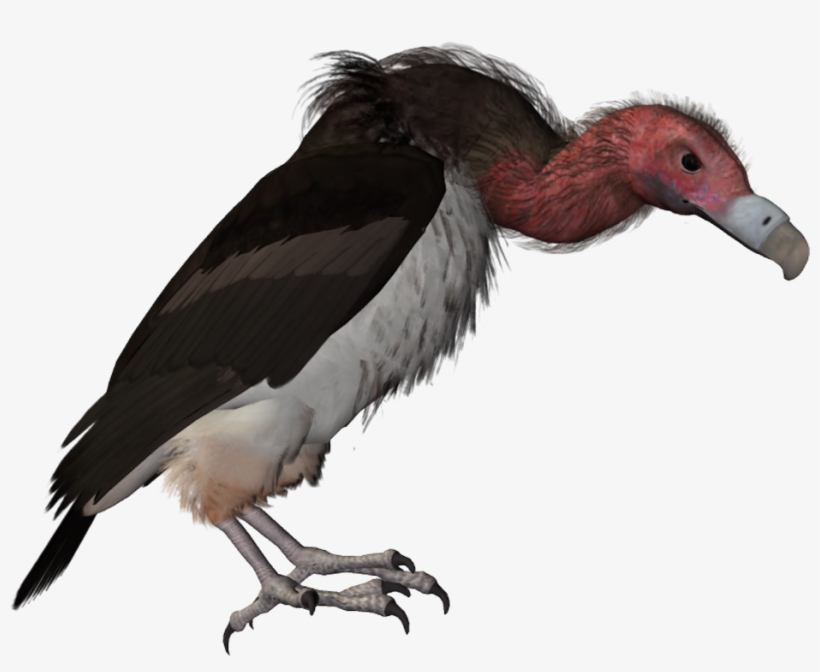Drawn Turkey Vulture Catoon - Scavenger Bird, transparent png download