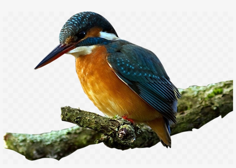 Kingfisher Bird Transparent Images - White Throated Kingfisher Png, transparent png download