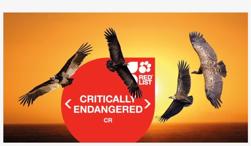 Conservationists Warn Africa's Vultures Are Sliding - Iucn Red List, transparent png download