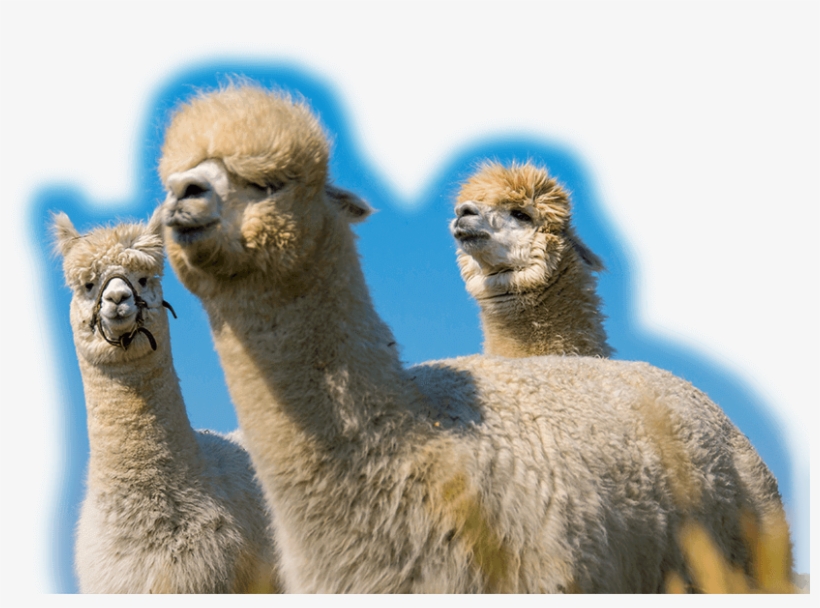 Alpacas, Alpaca Fiber - Arabian Camel, transparent png download