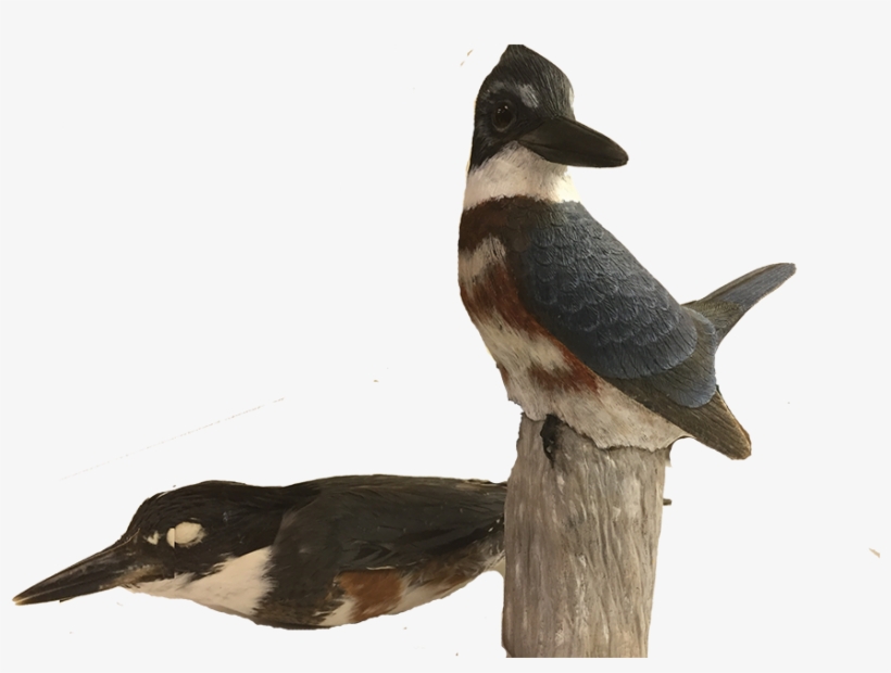Carved Version Of A Female Blue-winged Teal Held By - Duck, transparent png download