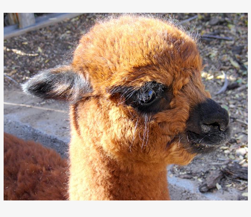 Alpaca 1200×628 - Llama, transparent png download
