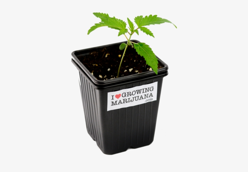 Beginner Seeds - Flowerpot, transparent png download