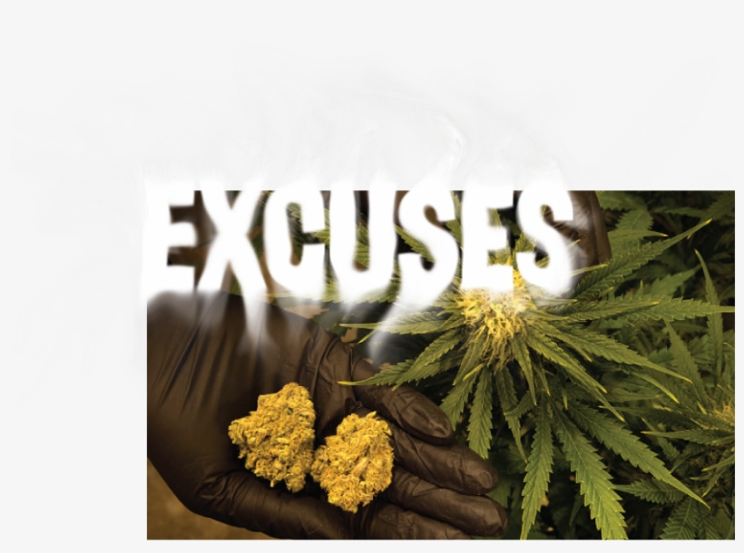 New Documents Reveal Why The Fda Says Marijuana Isn't - Cannabis, transparent png download