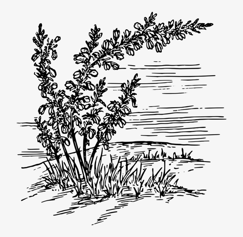 Weed Clipart Wild Plant - Heather Flower Black And White, transparent png download