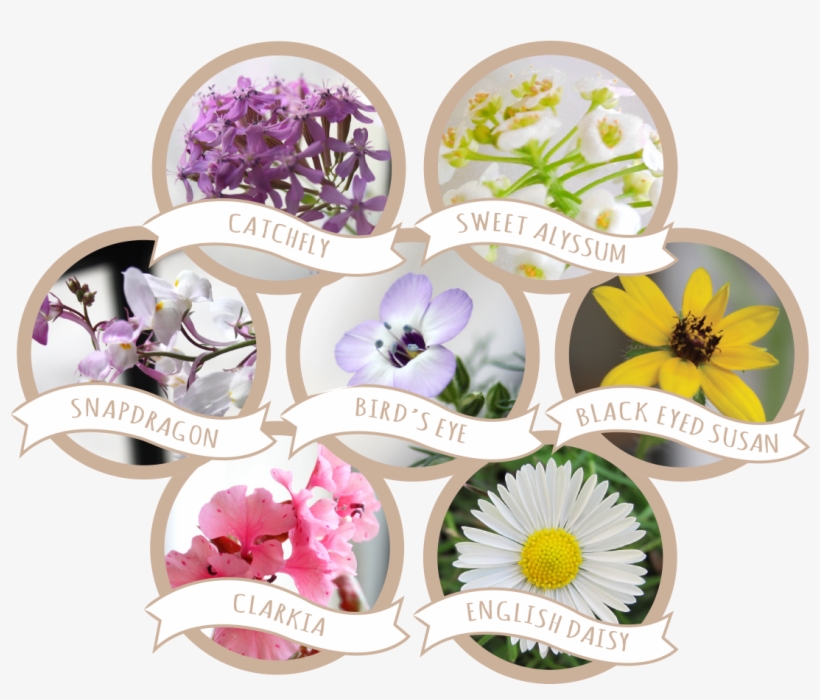 Wildflower Seed Paper Blend - Seed, transparent png download