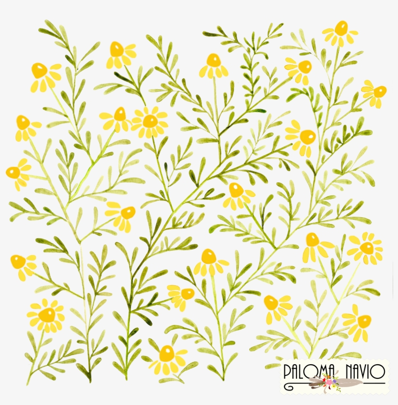 Wheat Clipart Watercolor - Acuarela Manzanilla, transparent png download